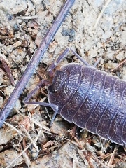 Porcellio novus