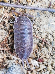 Porcellio novus