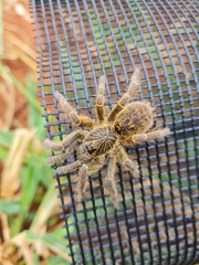 Ceratogyrus dolichocephalus