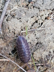 Porcellio novus