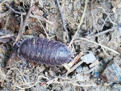 Porcellio novus