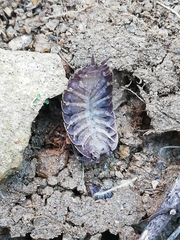 Porcellio novus