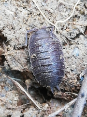 Porcellio novus