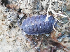 Porcellio novus