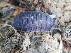 Porcellio novus