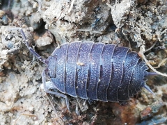 Porcellio novus