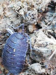 Porcellio novus