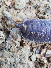 Porcellio novus