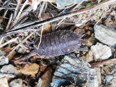 Porcellio novus
