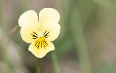 Viola lutea calaminaria
