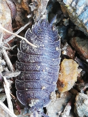 Porcellio novus