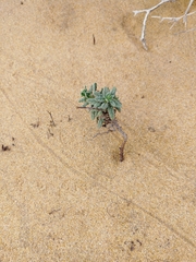 Heliotropium bacciferum