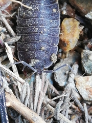 Porcellio novus