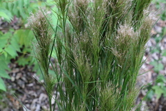 Schizachyrium microstachyum