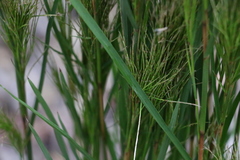 Schizachyrium microstachyum