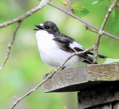 Ficedula hypoleuca hypoleuca