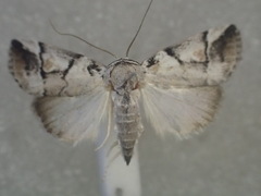 Thriponea melanograpta