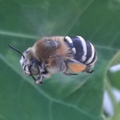 Amegilla quadrifasciata