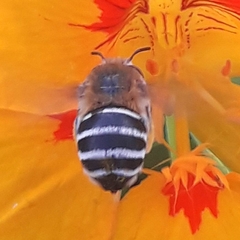 Amegilla quadrifasciata