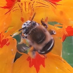 Amegilla quadrifasciata