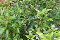 Pseudoweinmannia lachnocarpa