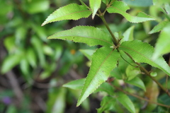 Pseudoweinmannia lachnocarpa