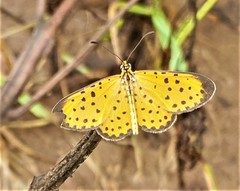 Pardopsis punctatissima