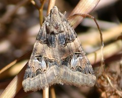 Drasteria divergens