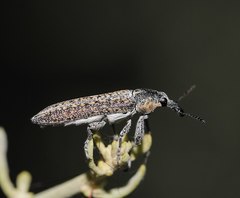 Belidae