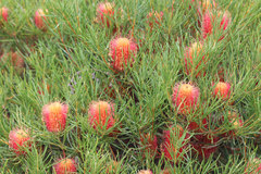 Banksia occidentalis