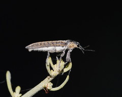 Belidae