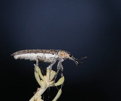 Belidae