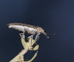 Belidae