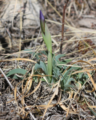 Iris timofejewii