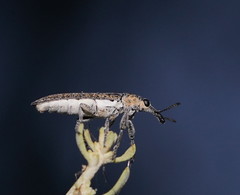 Belidae