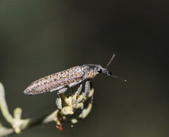 Belidae
