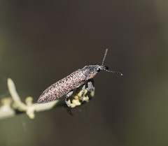 Belidae