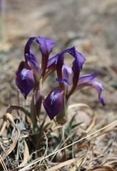 Iris timofejewii