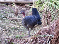 Alectura lathami lathami