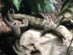 Varanus olivaceus