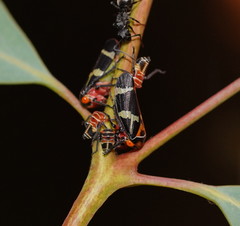 Eurymeloides pulchra