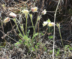 Pulsatilla albana