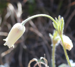 Pulsatilla albana
