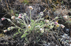 Pulsatilla albana