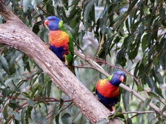 Trichoglossus moluccanus moluccanus