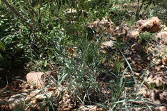 Diheteropogon amplectens
