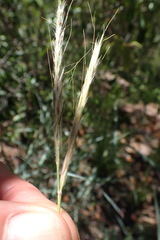 Diheteropogon amplectens