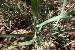 Diheteropogon amplectens