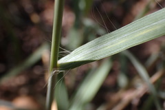 Diheteropogon amplectens