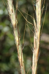 Diheteropogon amplectens